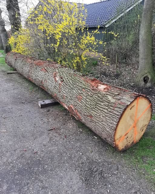 Boomstam bij de zagerij | Houtzagerij Scholten